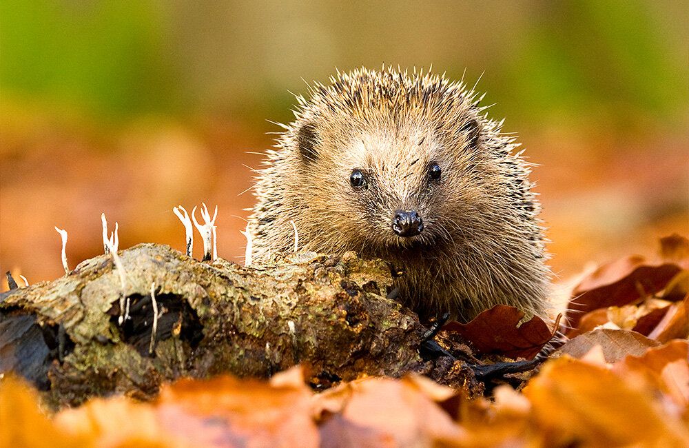 Igel_im_Herbstlaub