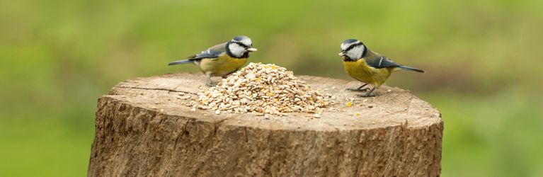 Alles über Körner- & Saatenmischungen