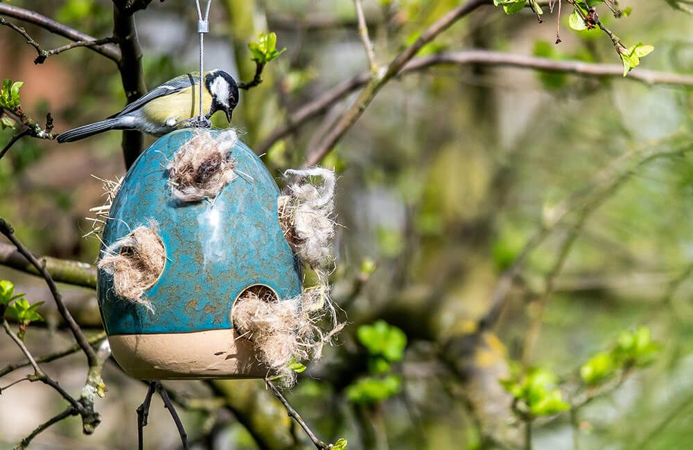 meise_sucht_nistmaterial