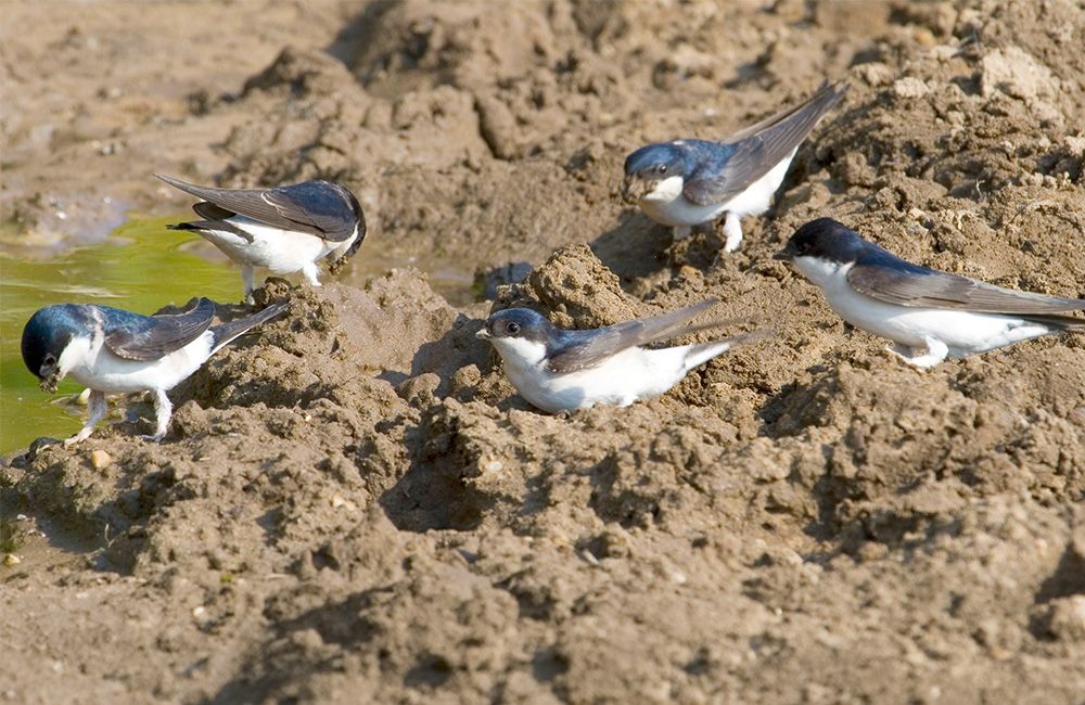 mehlschwalben_sammeln_schlamm