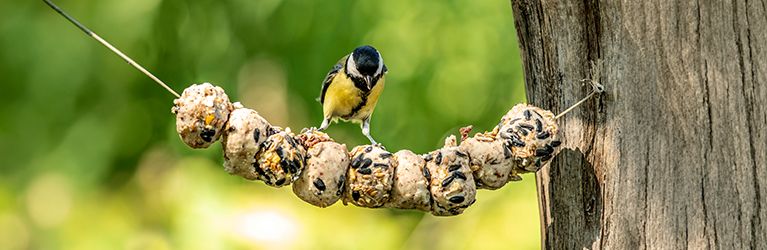Allgemeine Tipps zur Vogelfütterung