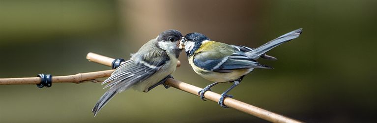 Eine Kohlmeise füttert ihr Junges auf einem Ast.