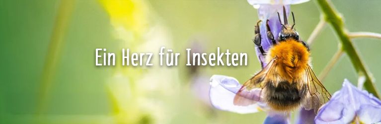 Unterstütze Insekten im Garten