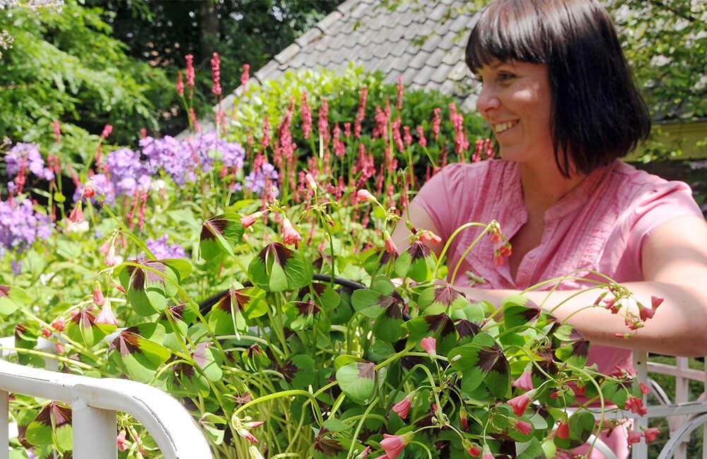 insektenfreundliche_blumen_1