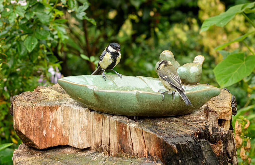 vogeltraenke_kohlmeisen