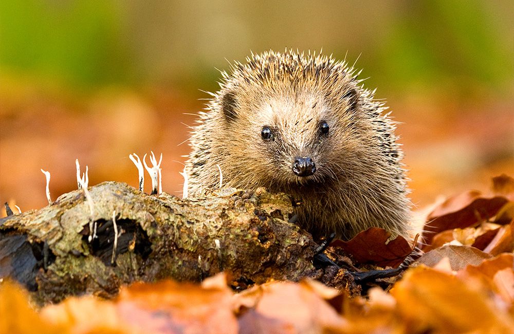Igel_im_Herbstlaub