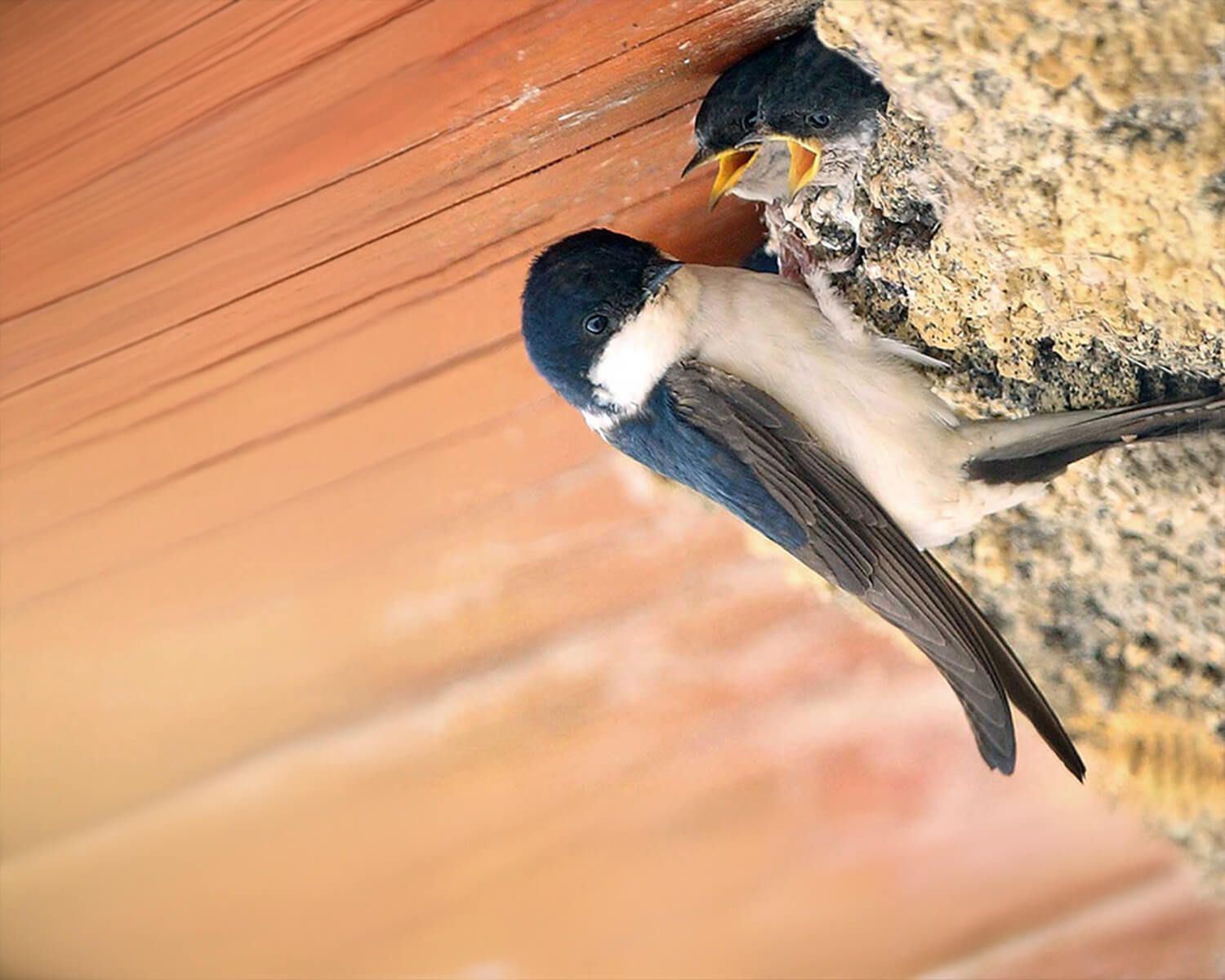 NABU-shop_schwalben_rueckkehr_m