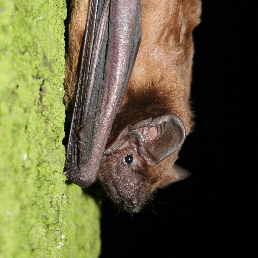 fledermauskasten_nabu-shop_4