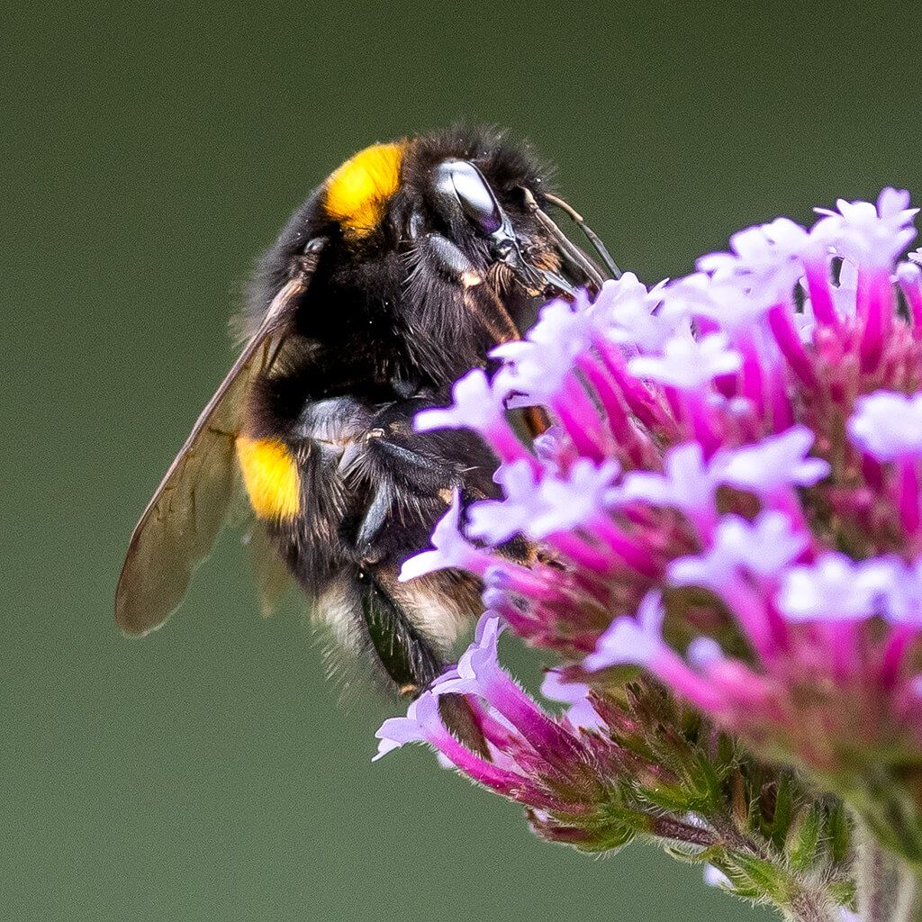 insektenhotel_nabu-shop_4