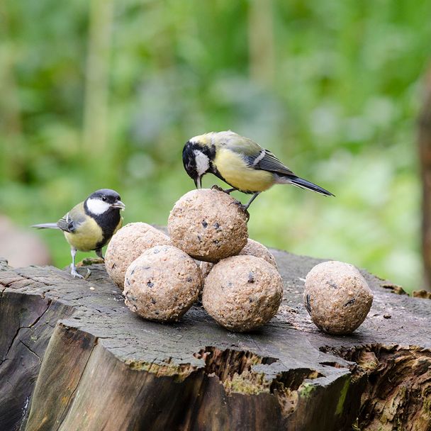 Premium-Meisenknödel mit Insekten, 6 Stück