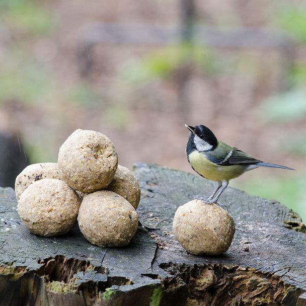 Meisenknödel mit Mehlwürmern, 6 Stück
