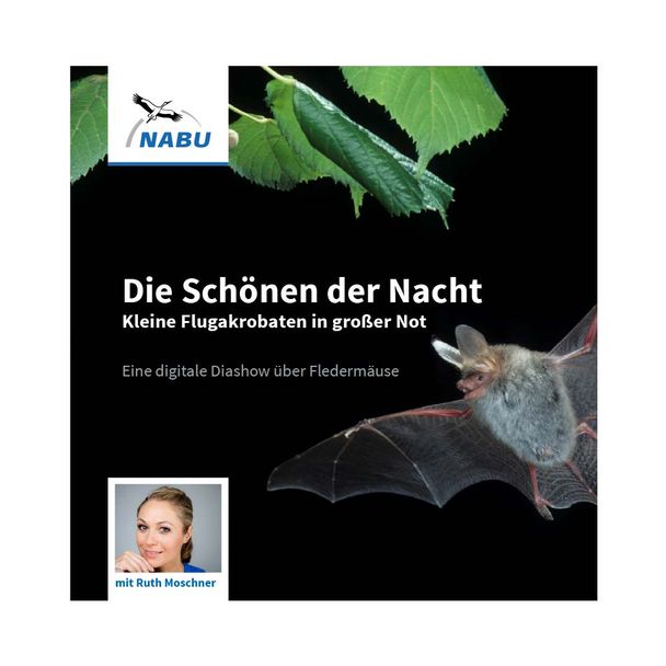Die Schönen der Nacht: kleine Flugakrobaten in großer Not