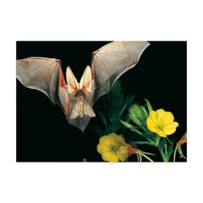 Postkarte Fledermaus "Braunes Langohr"