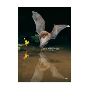 Postkarte Fledermaus "Wasserfledermaus"