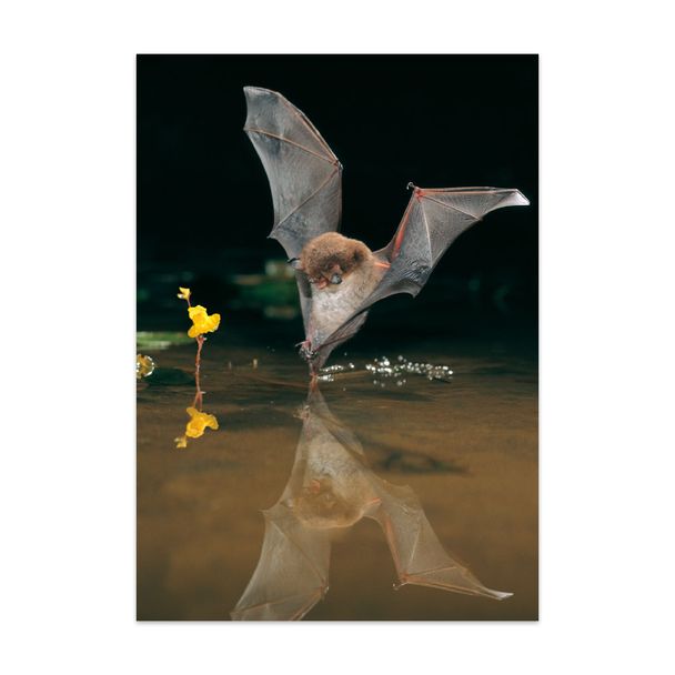 Postkarte Fledermaus "Wasserfledermaus"