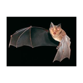 Postkarte Fledermaus "Große Hufeisennase "