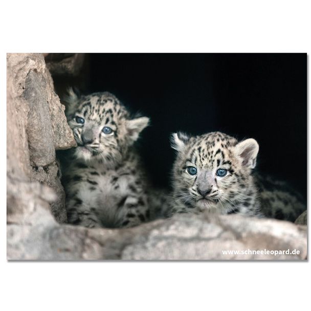 Postkarte „Schneeleoparden-Jungtiere“
