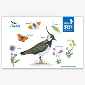 Aufkleber-Postkarte Kiebitz - Vogel des Jahres 2024