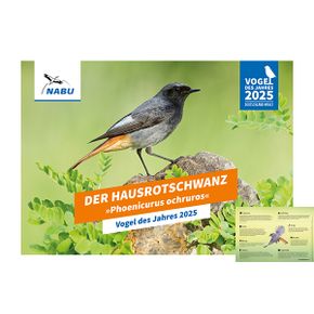 Plakat – Vogel des Jahres 2025 – Der Hausrotschwanz