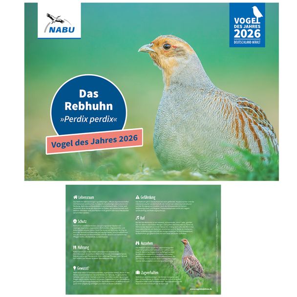 Plakat Vogel des Jahres 2026