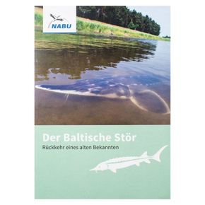 Der Baltische Stör – Rückkehr eines alten Bekannten