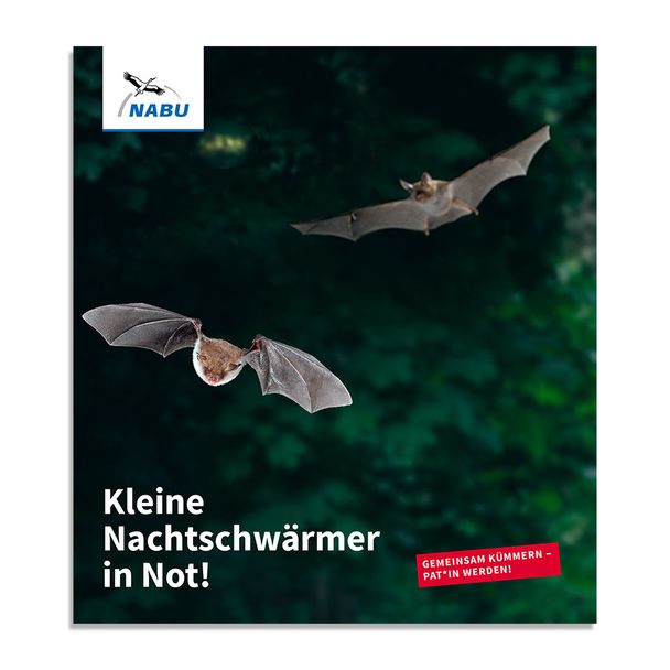 Kleine Nachtschwärmer in Not - Fledermauspatenschaft