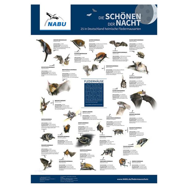Poster „Die Schönen der Nacht. 25 in Deutschland heimische Fledermausarten