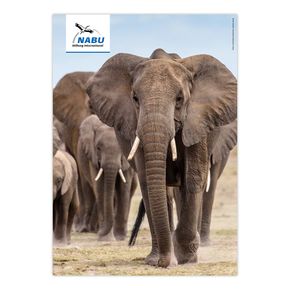 Artensteckbrief - Afrikanischer Elefant
