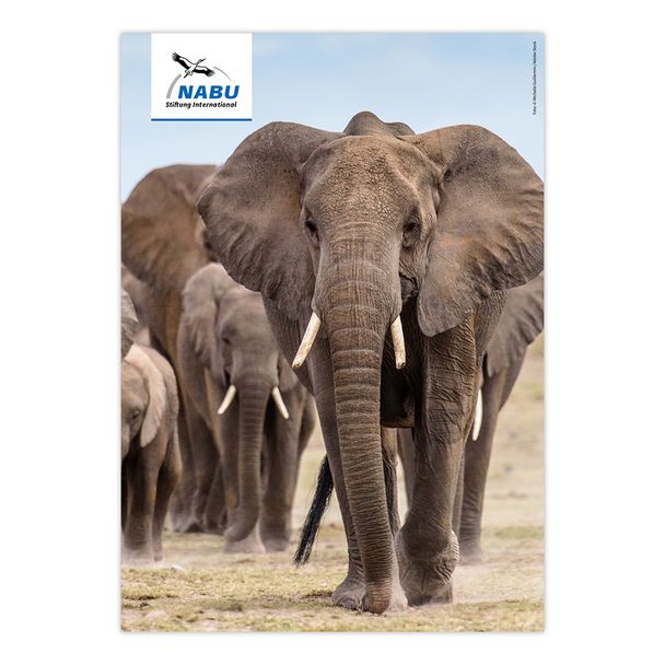 Artensteckbrief - Afrikanischer Elefant