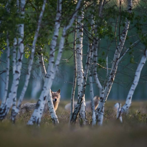 Wolf hinter Birken - Postkarte