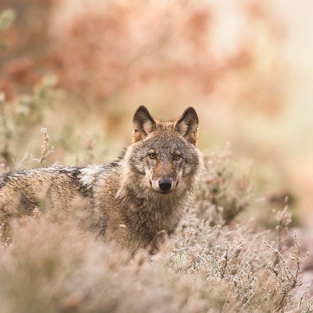 Wolf zwischen Sträuchern - Postkarte