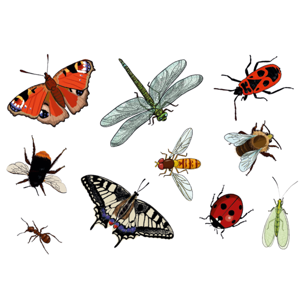 Abziehtattoos Insekten